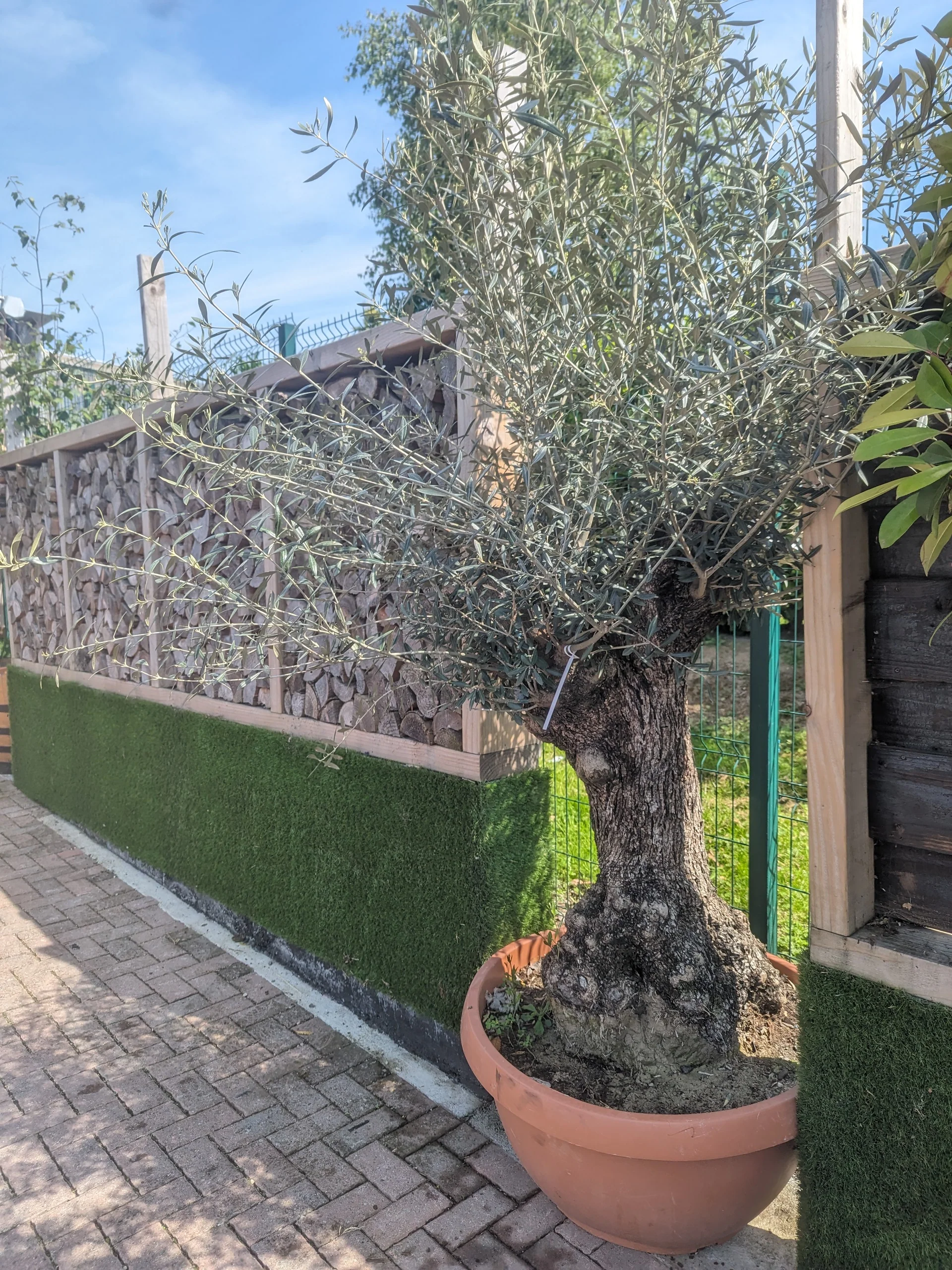 Olea europaea - Image 3