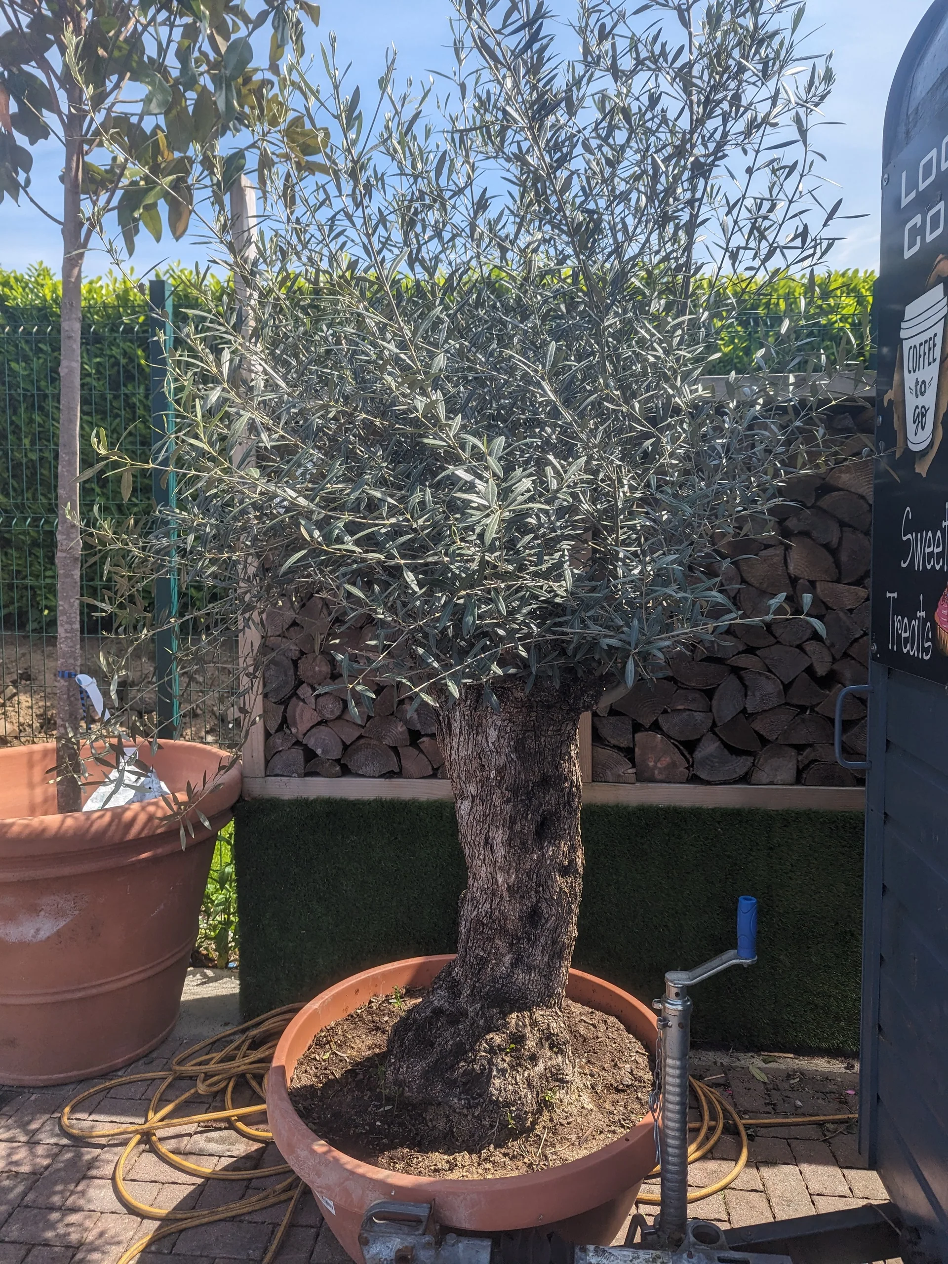 Olea europaea - Image 5