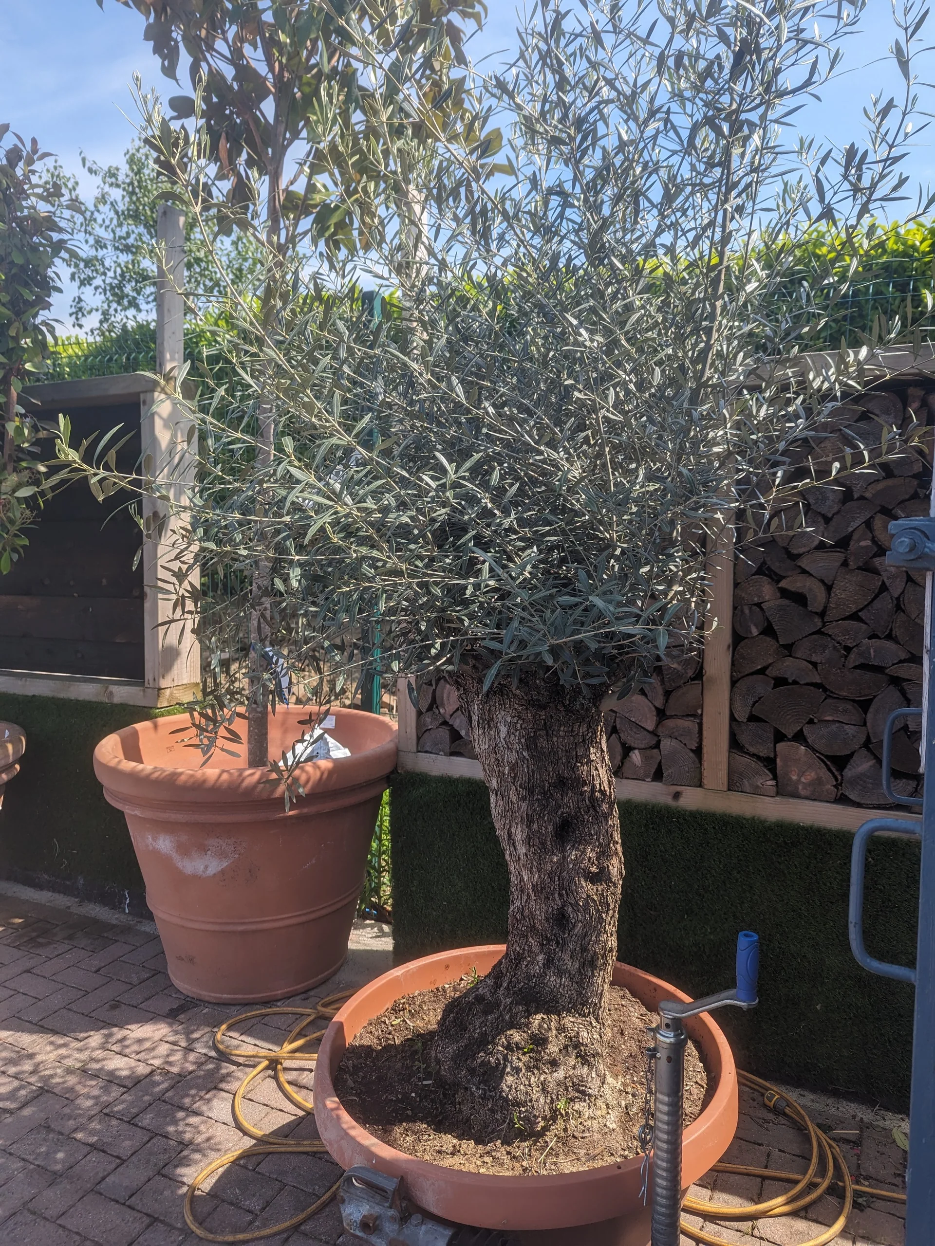 Olea europaea - Image 6
