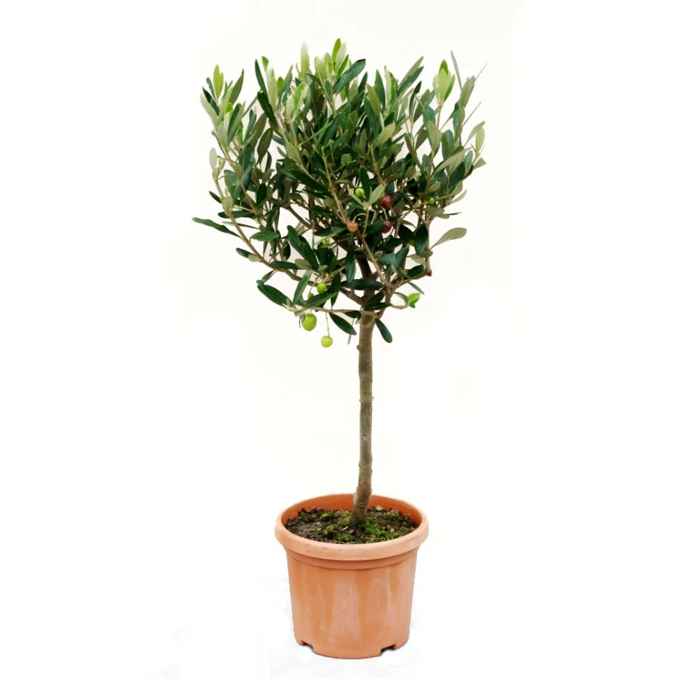 Olea europaea
