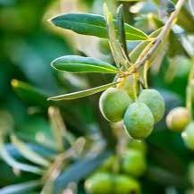 Olea europaea - Image 2