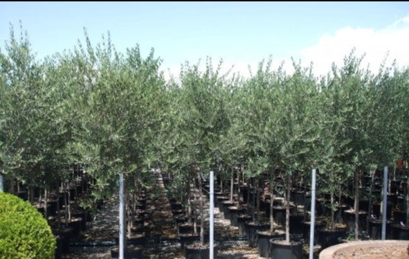 OLEA europaea Half std
