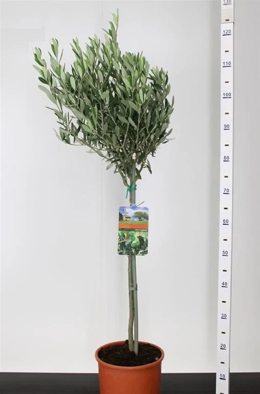 Olea europaea on stem