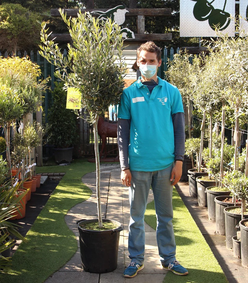 Olea europaea P40, 170 cm