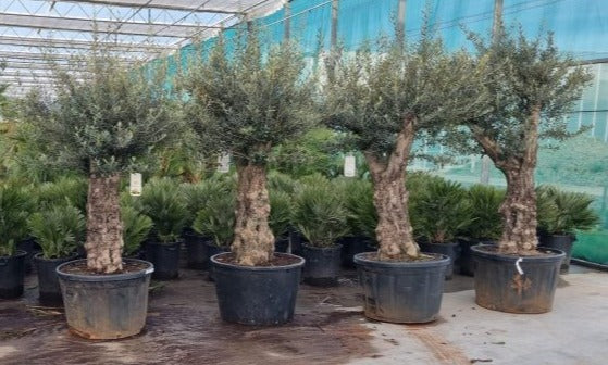 Olea europaea P85