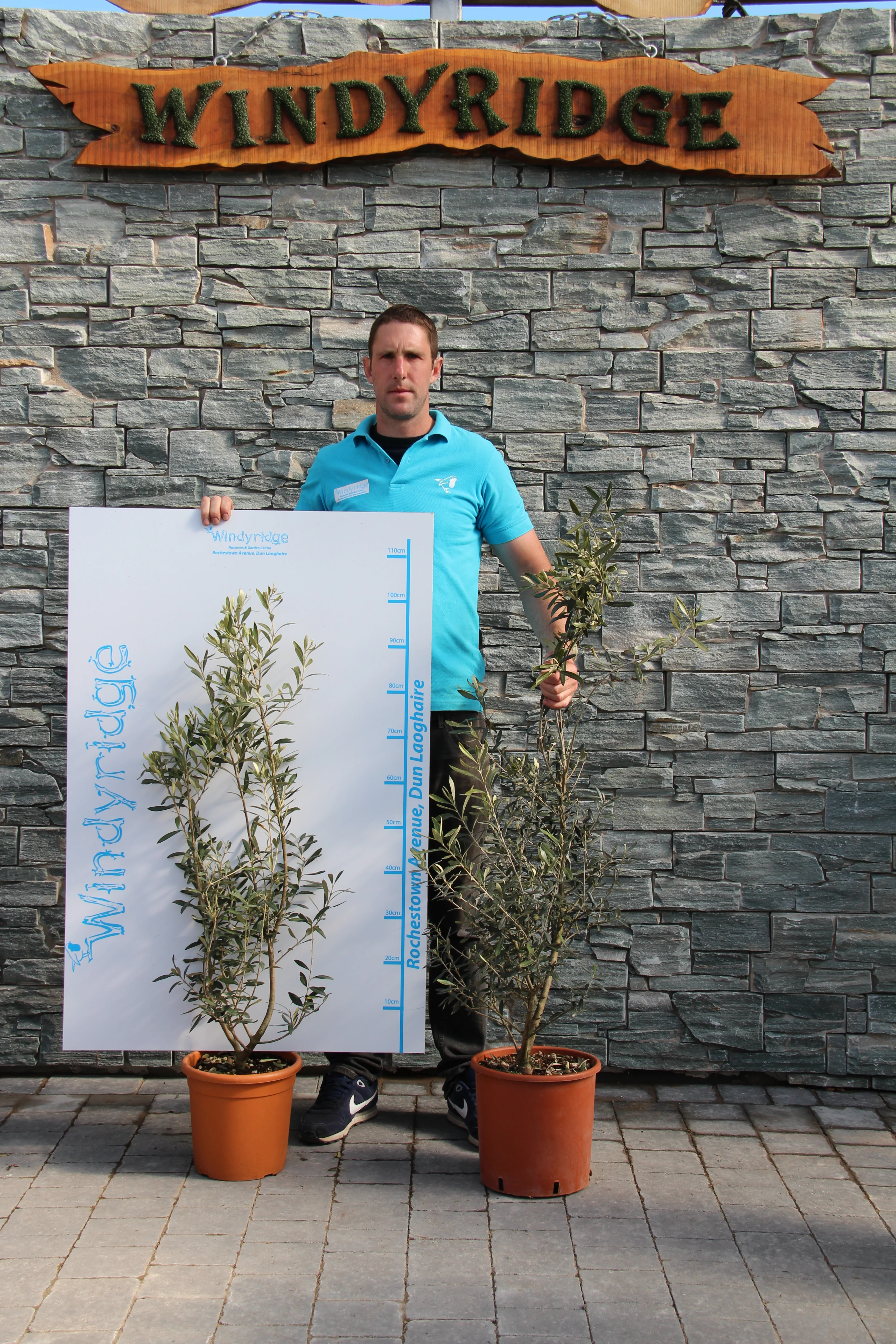 OLEA EUROPEA FAST.(CIPRESSINO) CLT 7