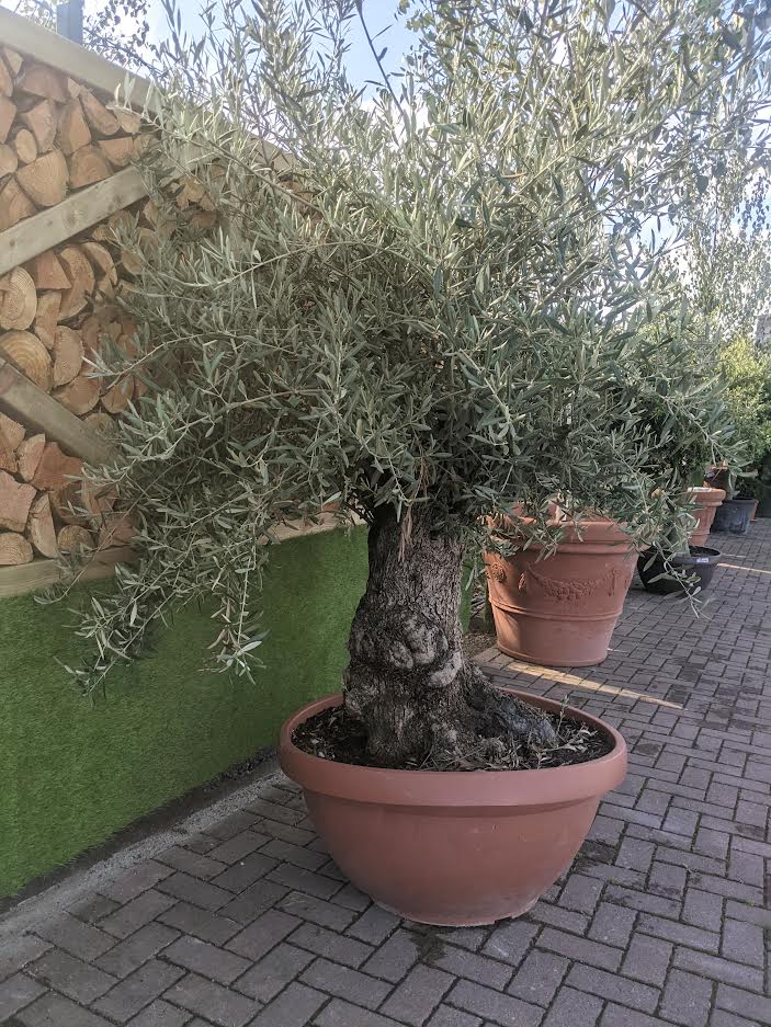 OLEA EUROPEA IN CVS CIOTOLA DIAM. 90 CM CLT 130 -160 CIRC. TR. 60 - 100 CM 1/2 STD BONSAI