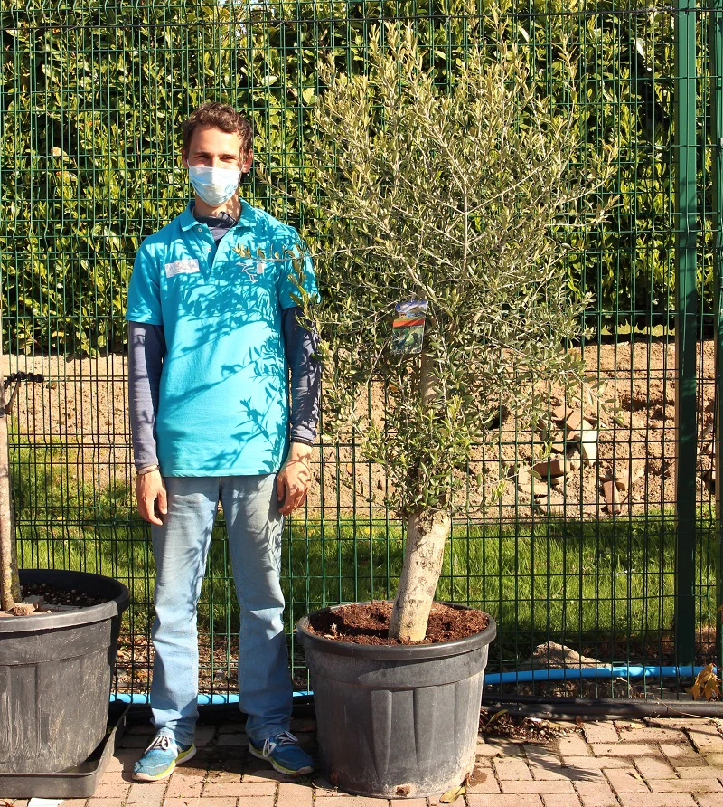 OLEA EUROPEA IN CVS CLT 110 / 150   CIRC. TR. 20 - 25 CM  1/2 STD