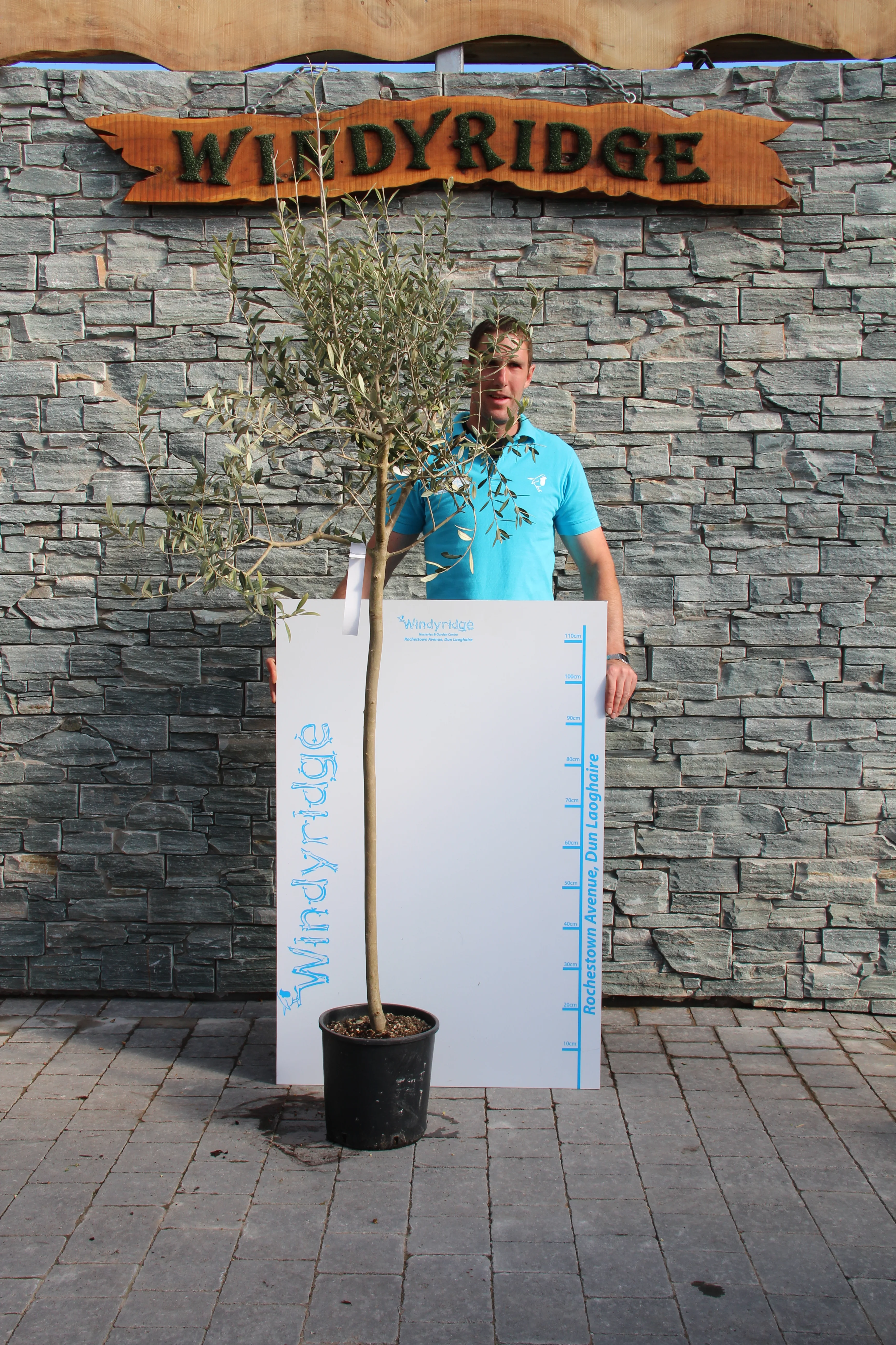 OLEA EUROPEA IN CVS CLT 18