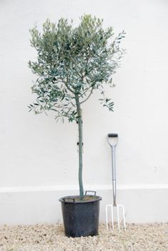 OLEA EUROPEA IN CVS CLT 18 / 25   CIRC. TR. 10 - 12 CM  1/2 STD