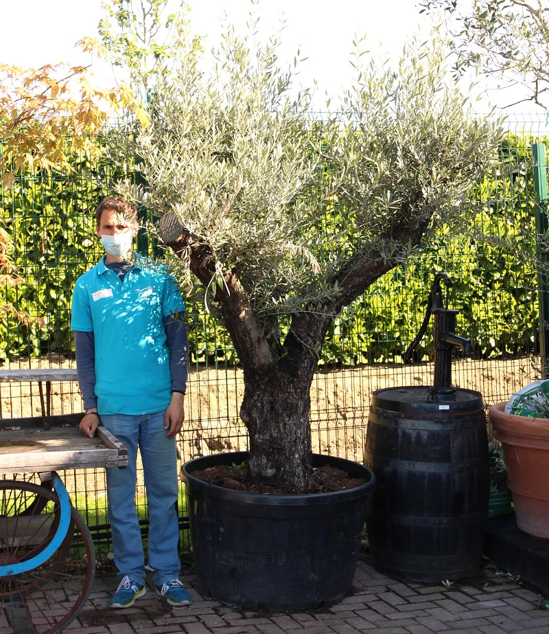 OLEA EUROPEA IN CVS CLT 230 / 285 CIRC. TR. 90 - 100 CM 1/2 STD MULTITESTA BONSAI
