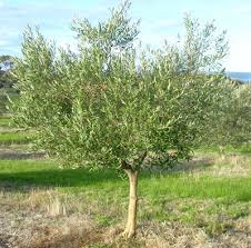 OLEA EUROPEA IN CVS CLT 50 CIRC. TR. 10 - 14 CM 1/2 STD