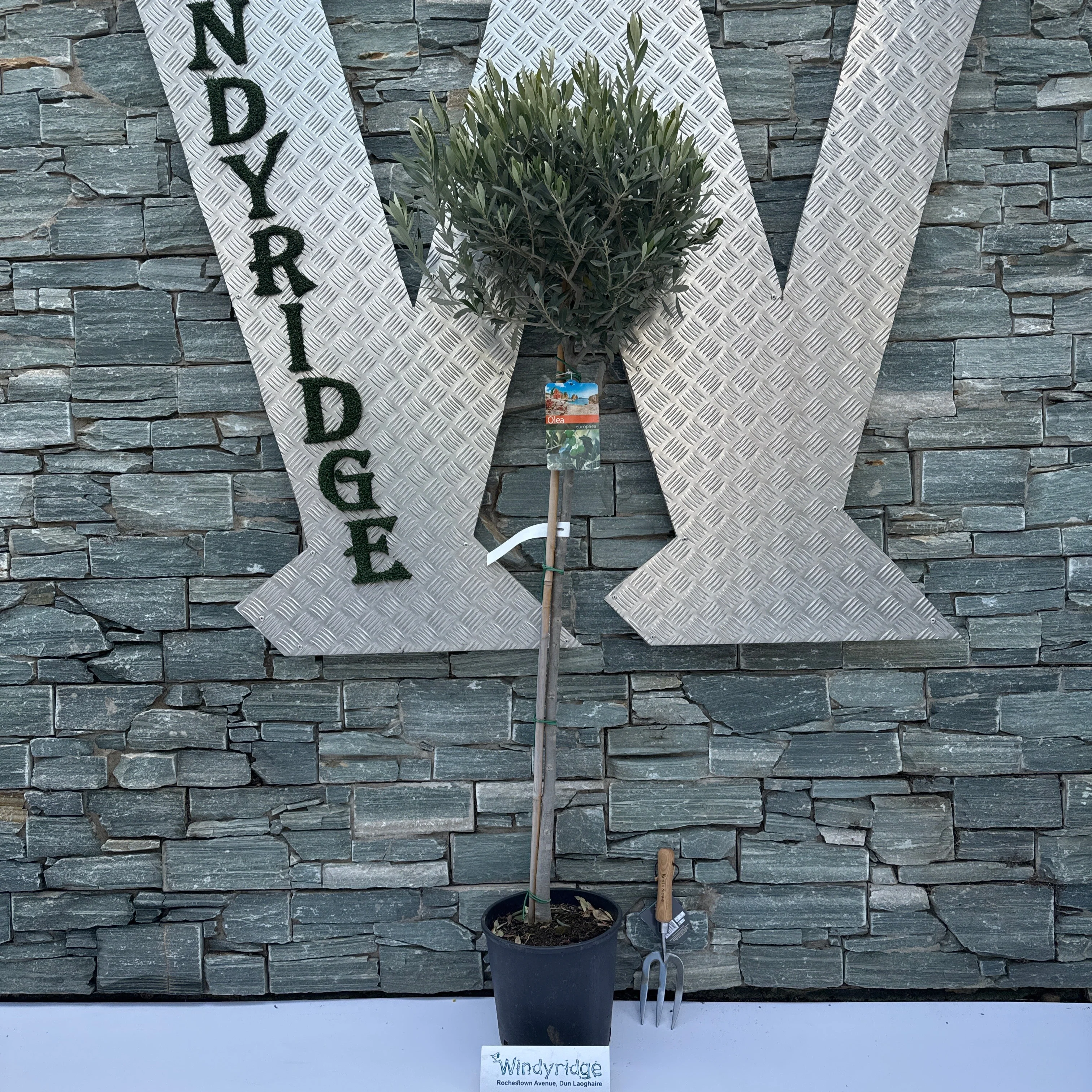 Olive Tree Olea europaea (28cm Pot)