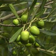 Olive Tree Olea europaea (28cm Pot) - Image 2