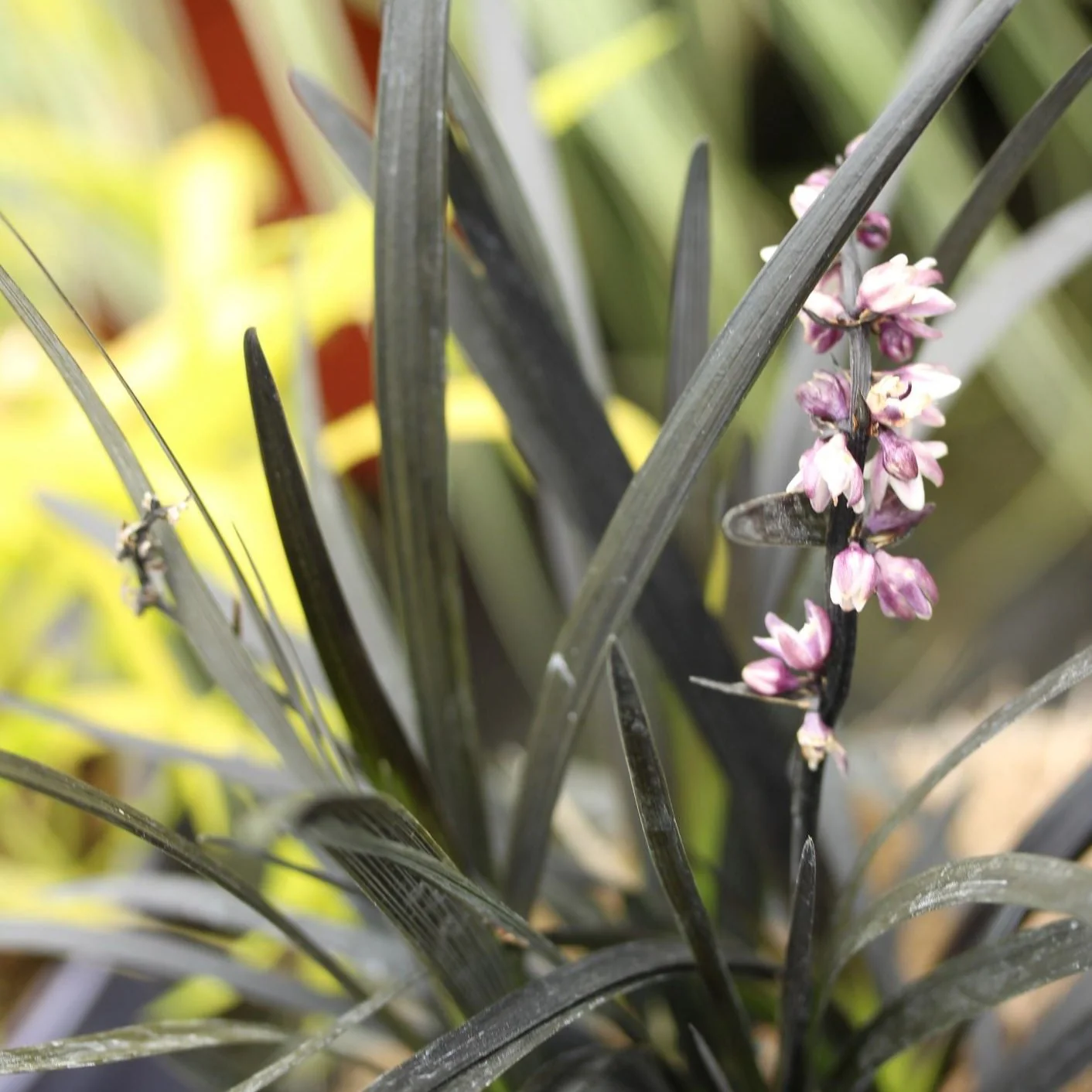 Ophiopogon plan. Niger