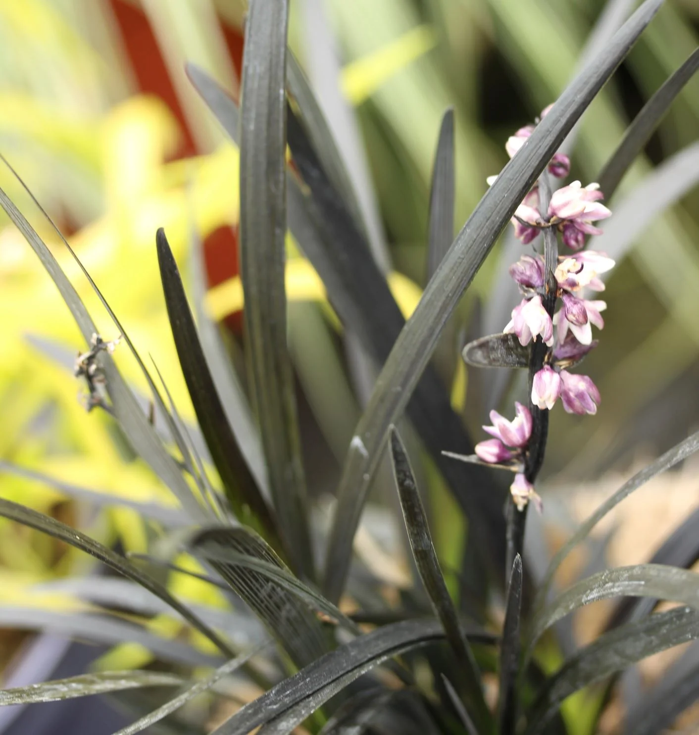 Ophiopogon plan. Niger