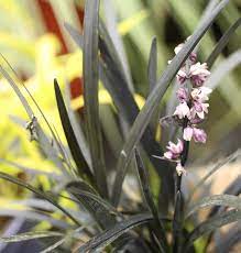 Ophiopogon plan. Niger 2.5 Ltr pot
