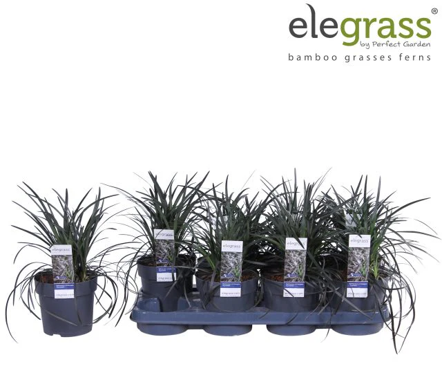 Ophiopogon plan. Niger 2.5 Ltr pot - Image 2