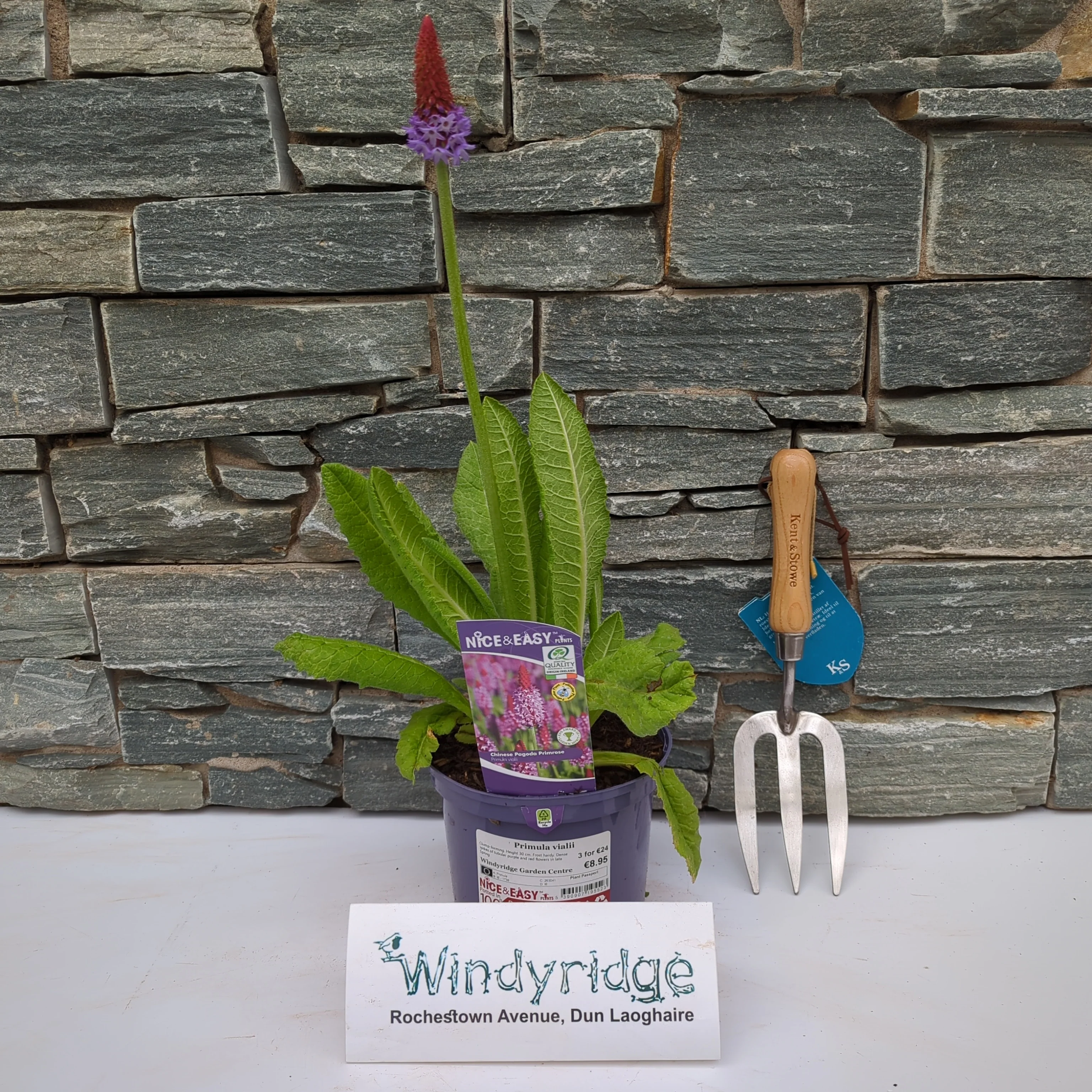 Orchid Primrose Primula Vialii (2Ltr Pot) - Image 2
