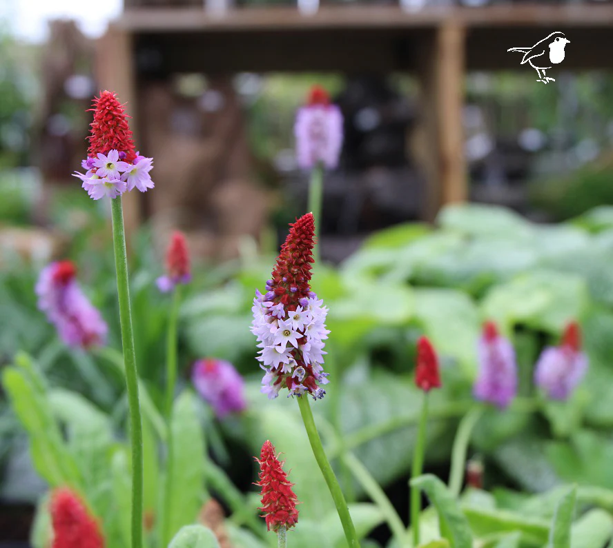 Orchid Primrose Primula Vialii (2Ltr Pot) - Image 3