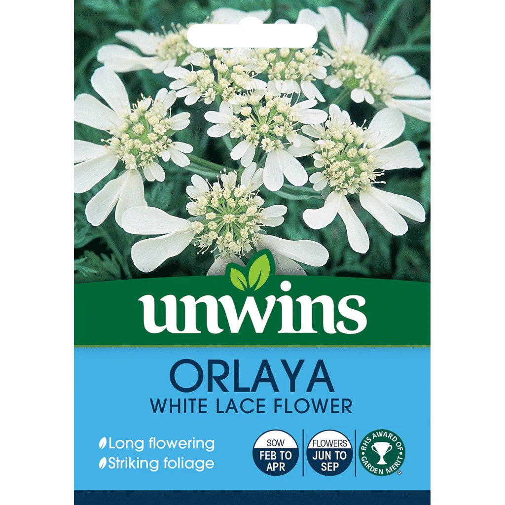 Orlaya White Lace Flower