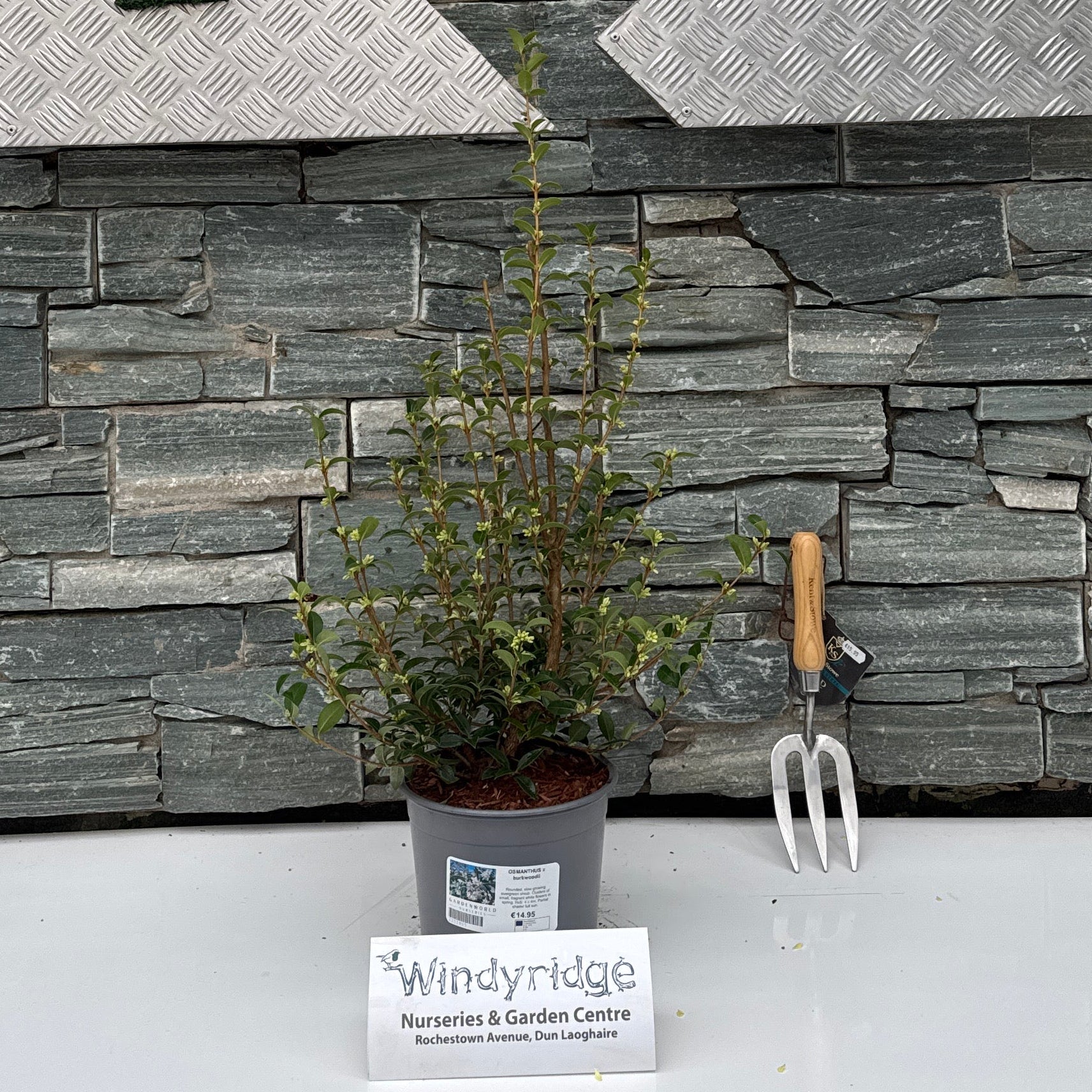 OSMANTHUS x burkwoodii