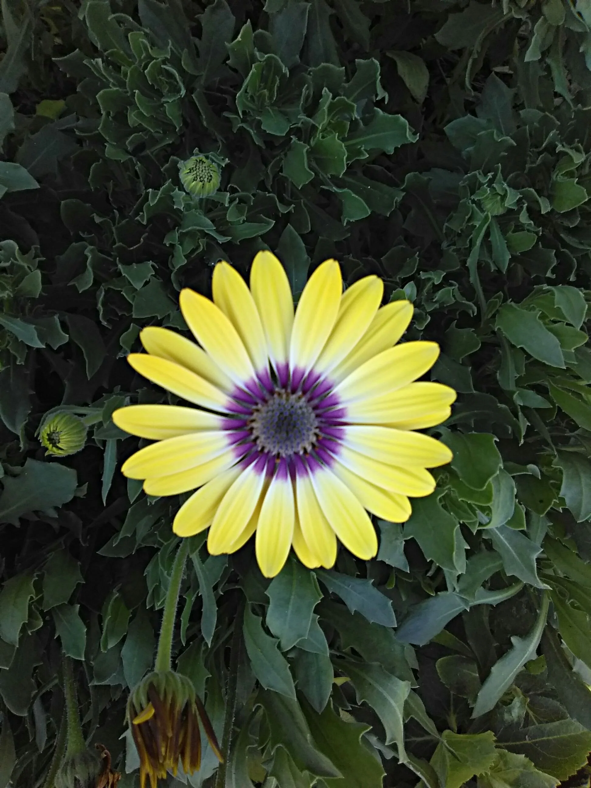 Osteospermum Blue Eyed Beauty - Image 2