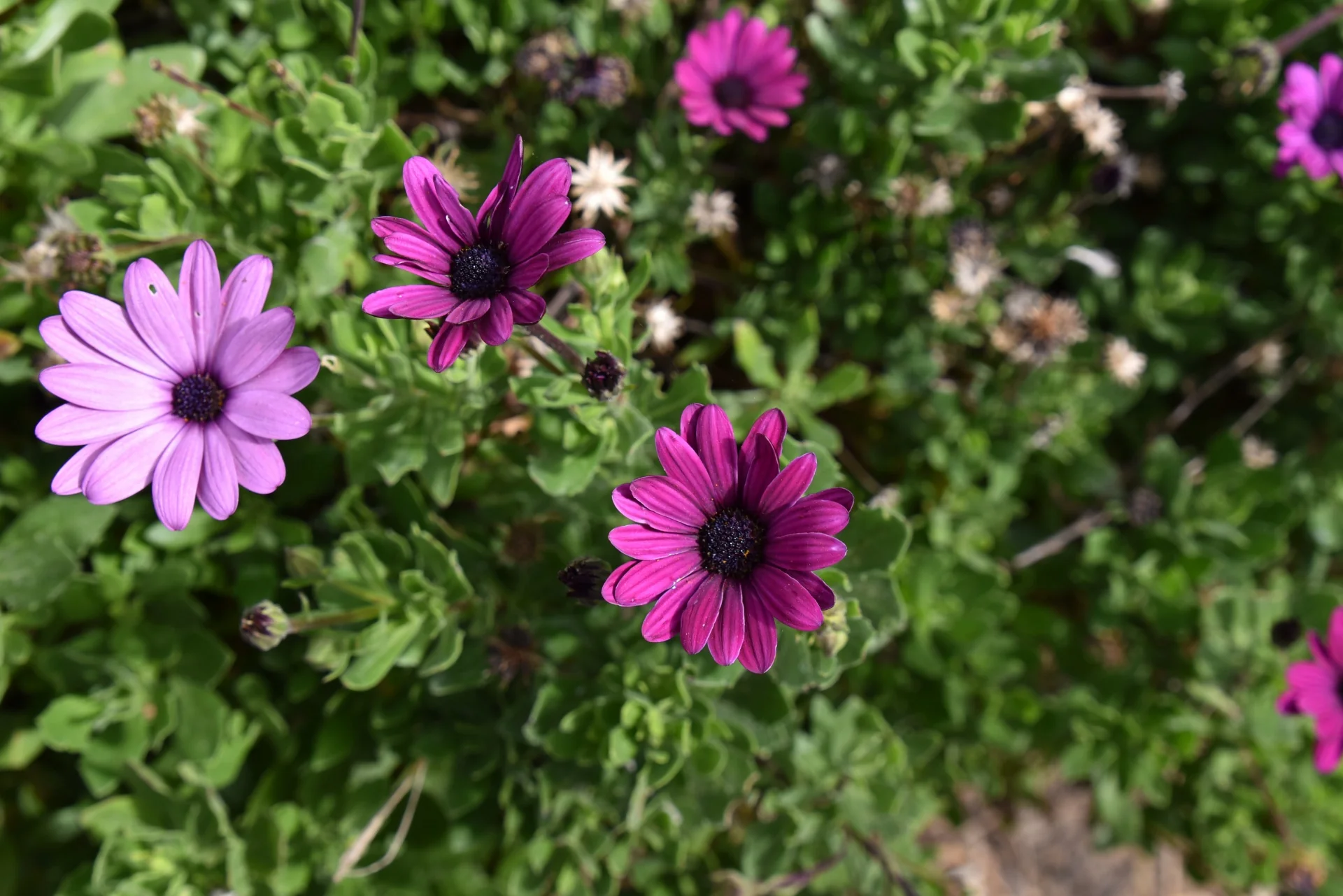 OSTEOSPERMUM Tresco Purple