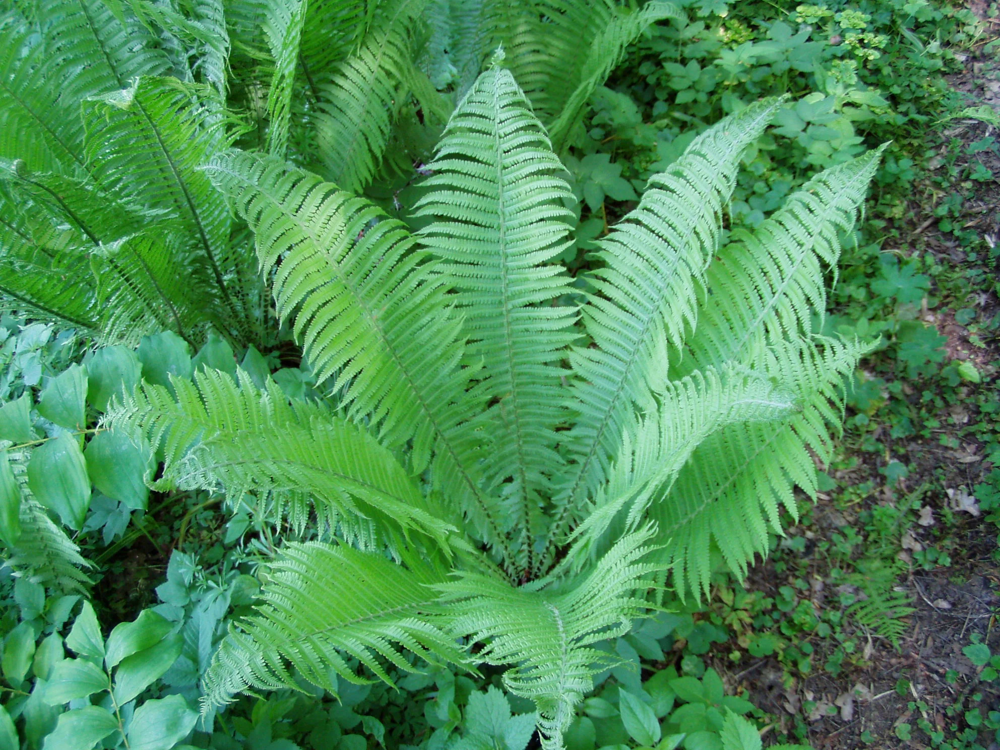 Ostrich Fern Matteuccia struthiopteris (5Ltr Pot) - Image 3