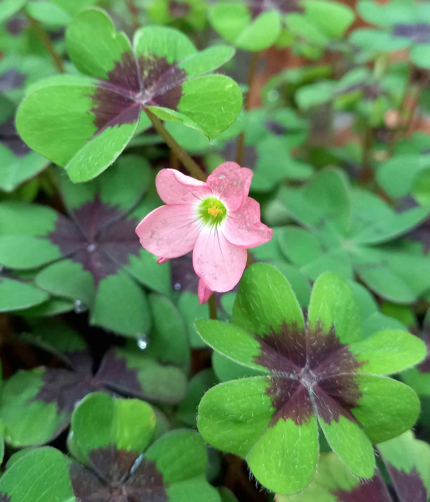 Oxalis deppei - Image 2