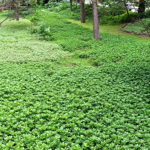 Pachysandra terminalis - Image 2