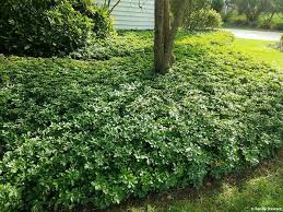 Pachysandra terminalis - Image 3