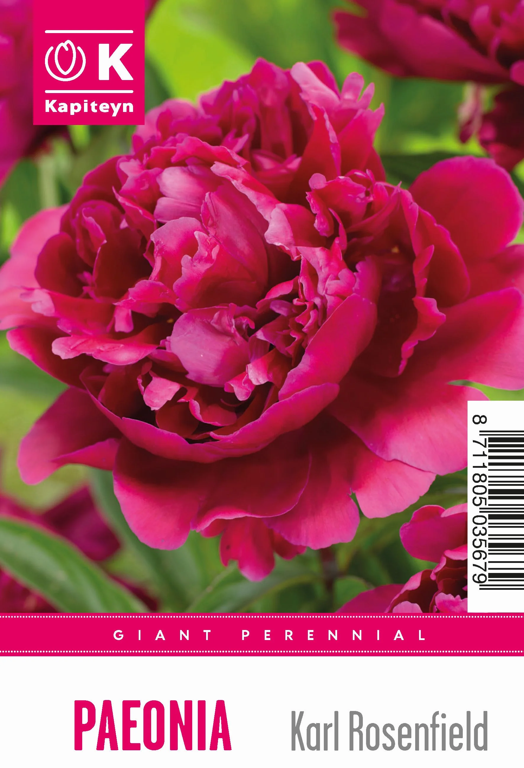 PAEONIA LACTIFLORA KARL ROSENFIELD