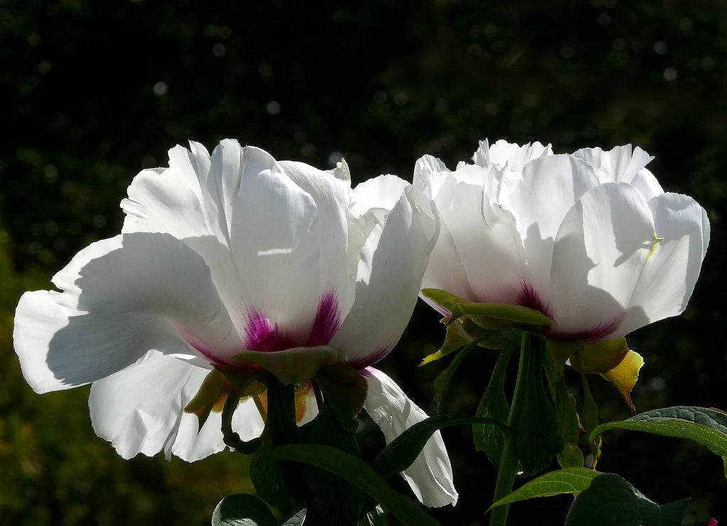 Paeonia suffruticosa - Image 3