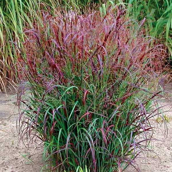 Panicum Squaw