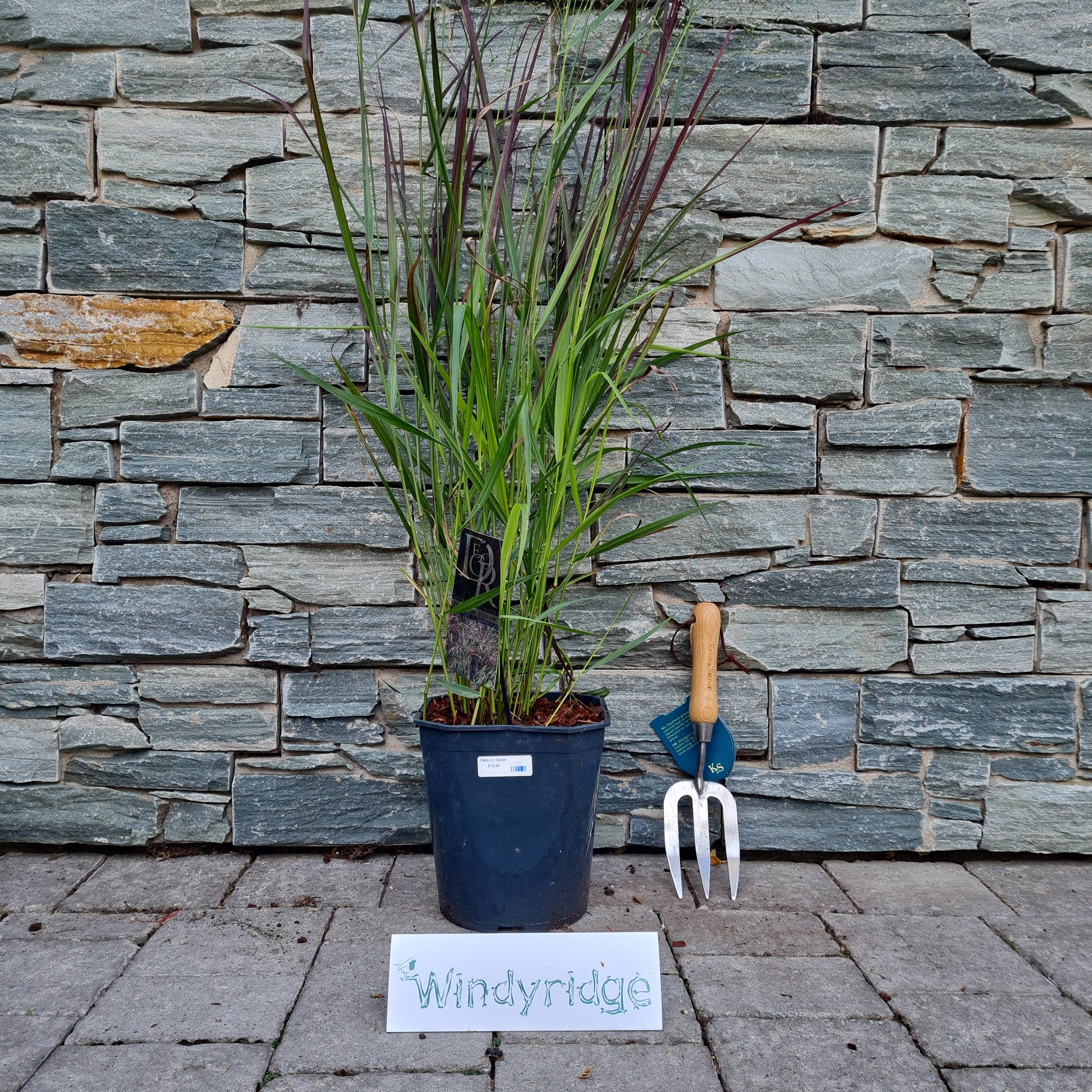 Panicum Squaw