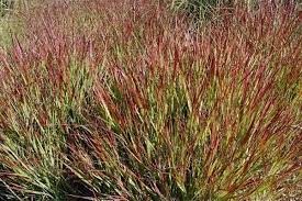 Panicum Squaw - Image 2