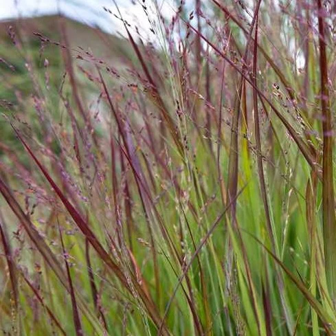Panicum virg. Shenandoah 5 Ltr pot