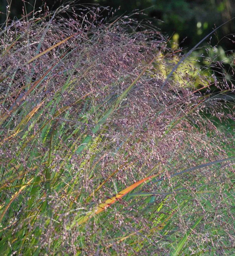 Panicum virgatum Warrior