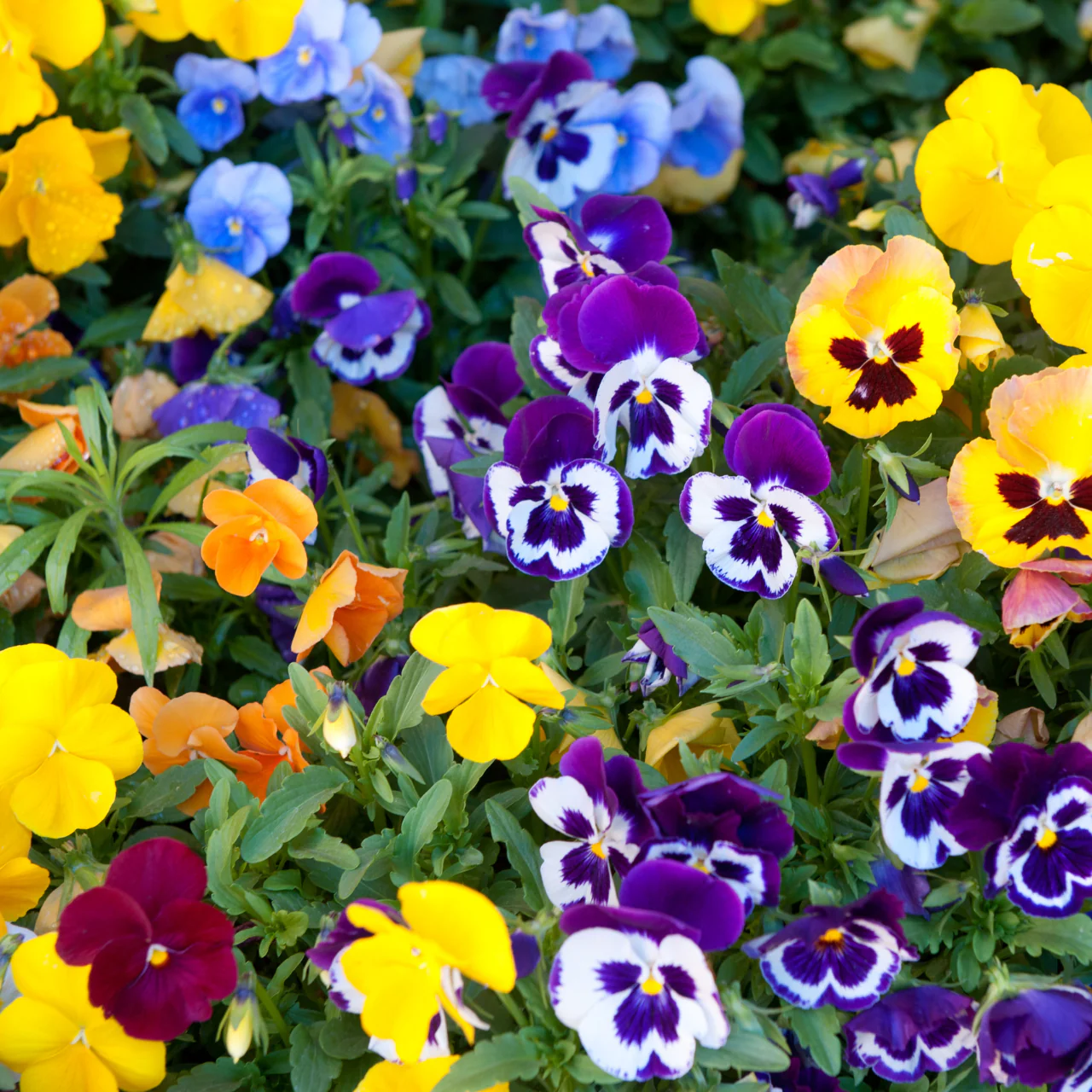 Pansy Swiss Giant Mix - Image 3