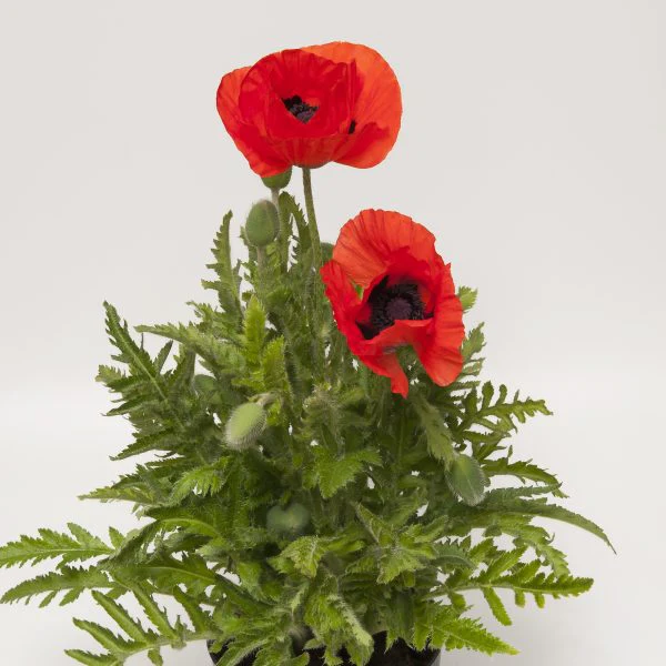 Papaver or. Allegro - Image 2