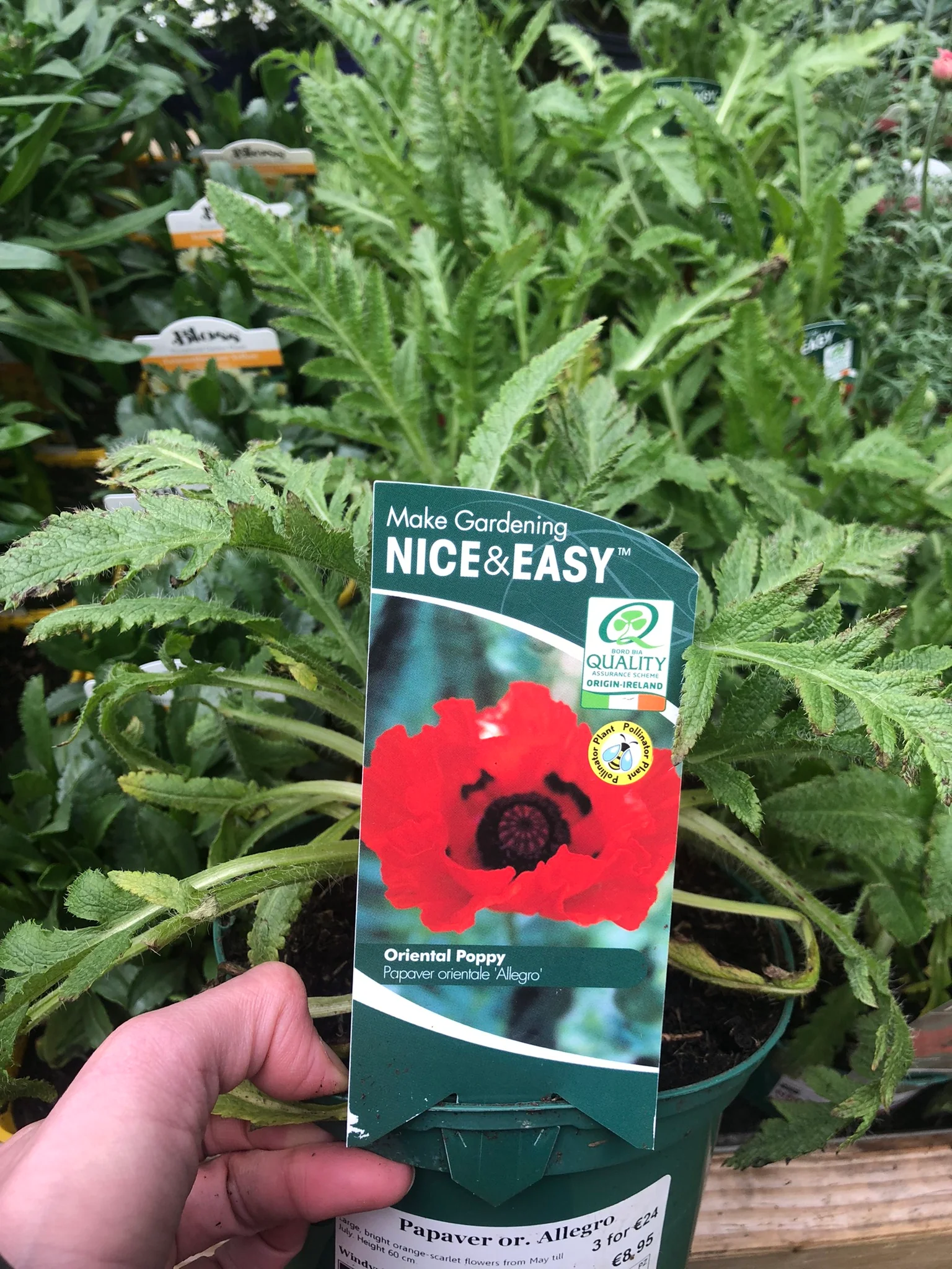 Papaver or. Allegro - Image 3
