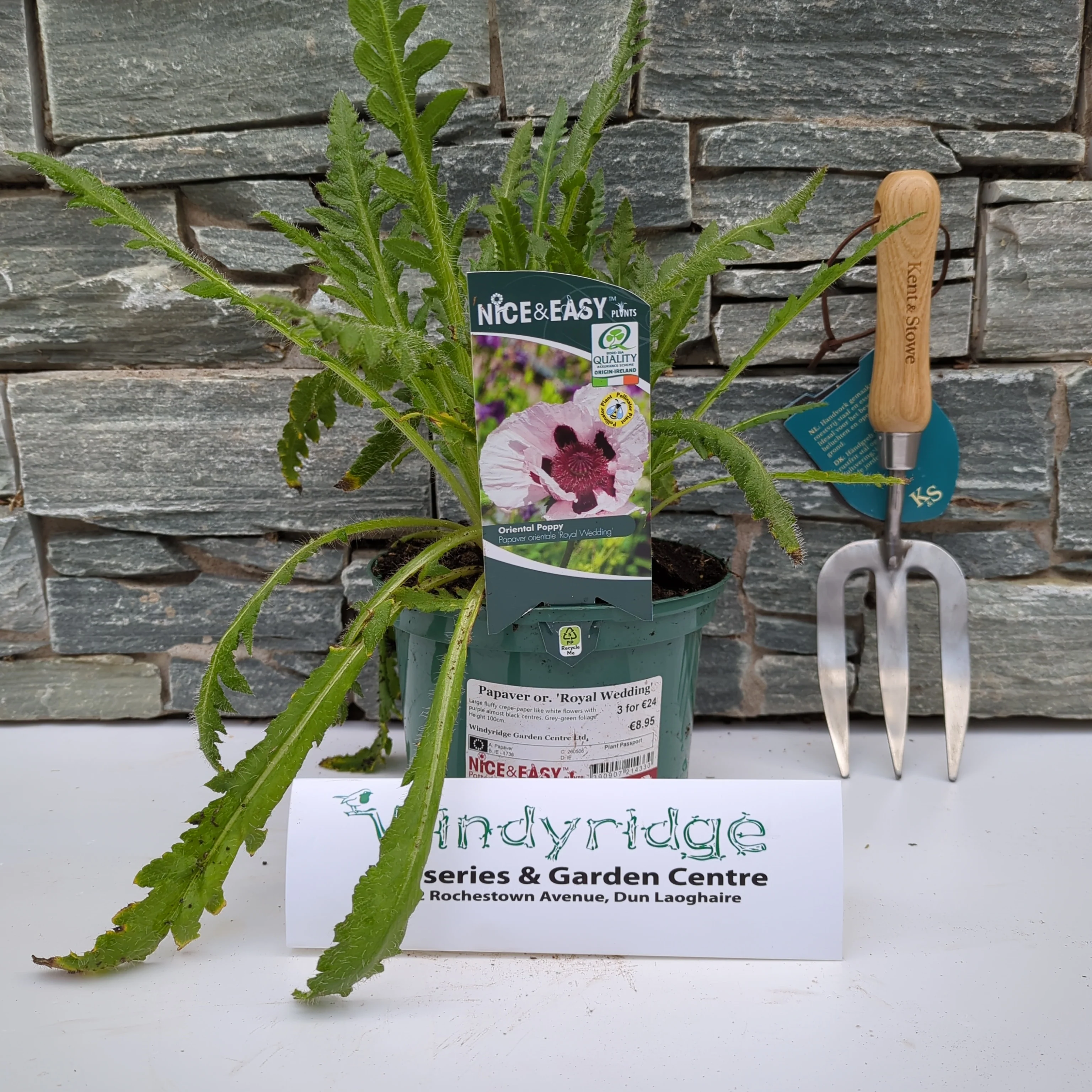Papaver or. 'Royal Wedding'