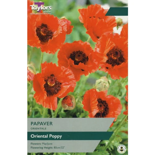 PAPAVER ORIENTALE 3
