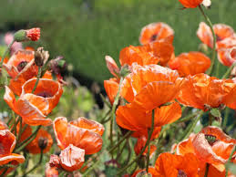 Papaver orientale  Harvest Moon