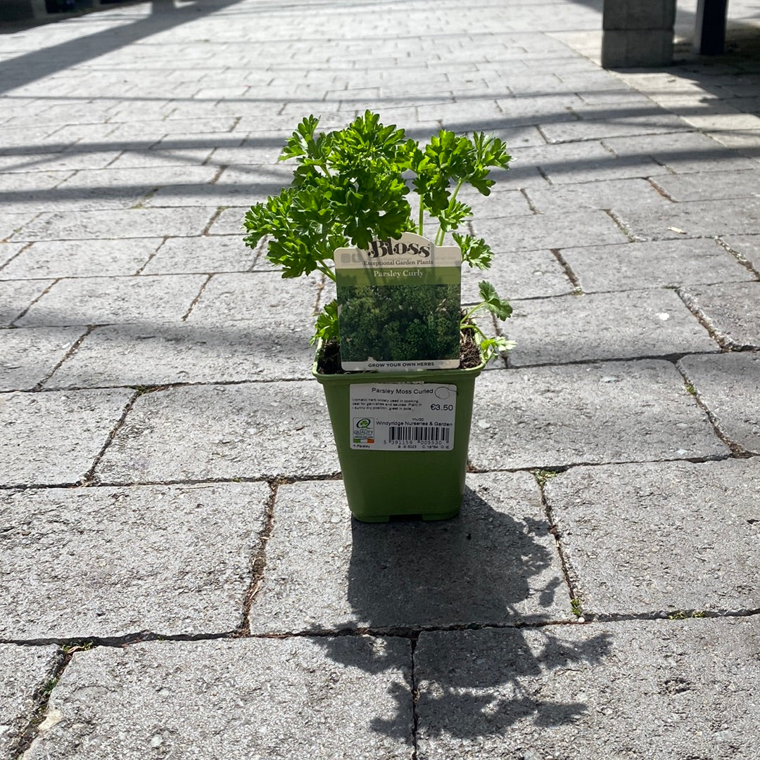 Parsley Moss Curled - Image 3