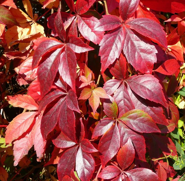 Parthenocissus quinquefolia  2 Ltr 4 canes