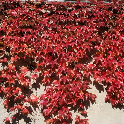 Parthenocissus tic. Veitchii