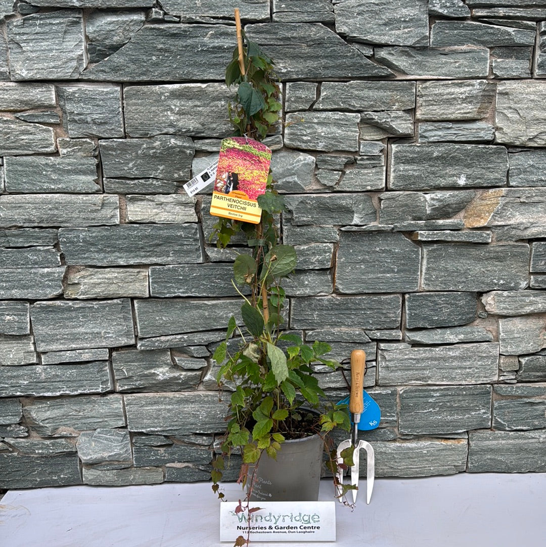 PARTHENOCISSUS TRIC. VEITCHI - Image 2