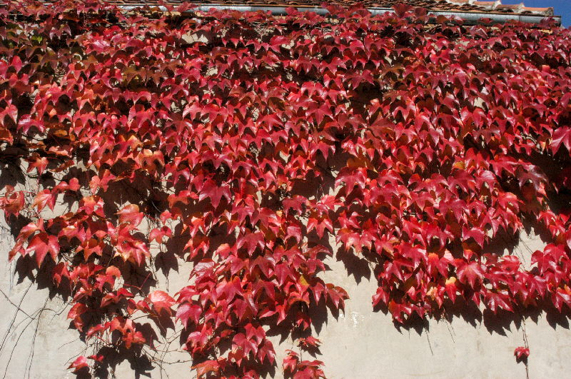 Parthenocissus tricuspidata Veitchii 2 Ltr, single cane